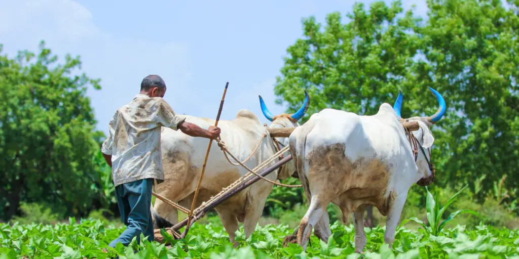 PM Kisan Samman Nidhi: A Lifeline for India's Farmers in 2026