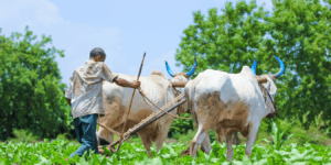 PM Kisan Samman Nidhi: A Lifeline for India's Farmers in 2026