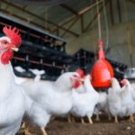 Saudi Arabia Bans Poultry & Egg Imports From 40 Countries — Is India on the List?