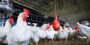 Saudi Arabia Bans Poultry & Egg Imports From 40 Countries — Is India on the List?