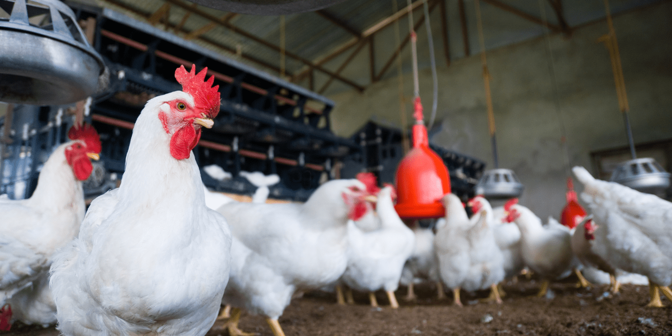 Saudi Arabia Bans Poultry & Egg Imports From 40 Countries — Is India on the List?