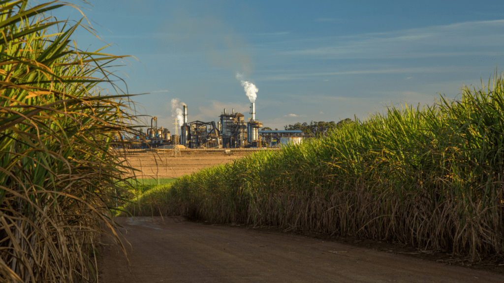 Sugar Stocks Just Had Their Best Week in Years. The Reason Is a Forecasting Error, Not a Boom