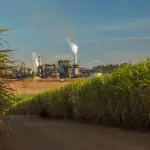 Sugar Stocks Just Had Their Best Week in Years. The Reason Is a Forecasting Error, Not a Boom